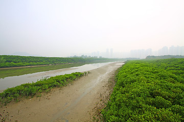 Image showing Wetland in Hong Kong 