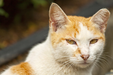 Image showing Cat, close-up shot.