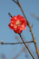 Image showing Cherry blossom in spring time