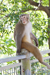 Image showing Monkey looking in wild environment