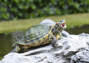 Image showing Tortoise on stone opening its mouth