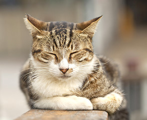 Image showing Sleeping cat, close-up shot.