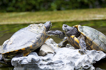 Image showing Tortoises on stone taking rest