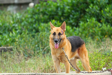 Image showing Mongrel dog