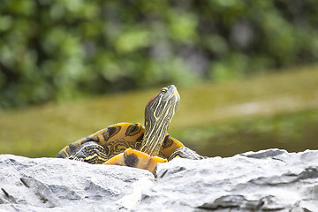 Image showing Tortoise on stone