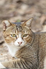 Image showing A cat with sharp eyesight