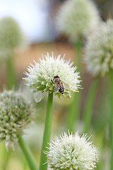 Image showing Onion flowers with bee