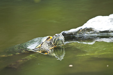 Image showing Tortoise in water