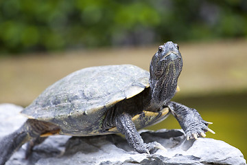 Image showing Close-up of a tortoise 