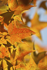 Image showing Autumn yellow leaves background