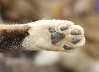 Image showing Cat paw, close-up shot.