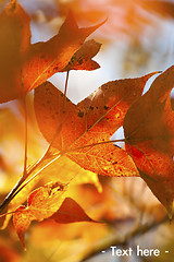 Image showing Red leaves background