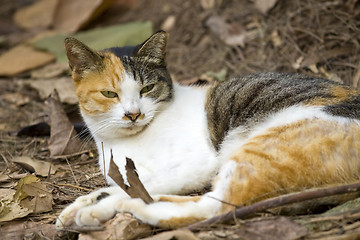 Image showing Cat with sharp eyesight on the ground