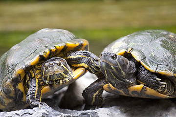 Image showing Tortoises on stone