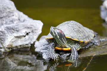 Image showing Tortoise on stone relaxing