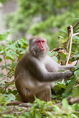 Image showing Monkey ape eating the seeds