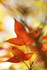 Image showing Autumn red leaves background