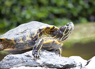 Image showing Tortoise on stone taking rest