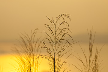 Image showing Sunset grasses