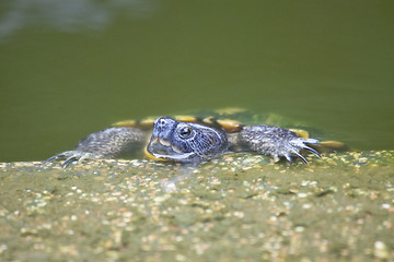 Image showing Tortoise in water