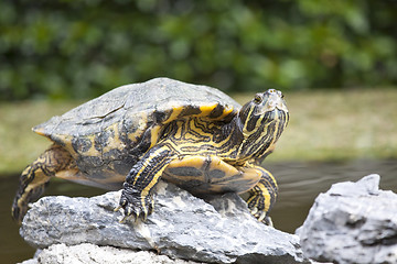Image showing Tortoise on stones