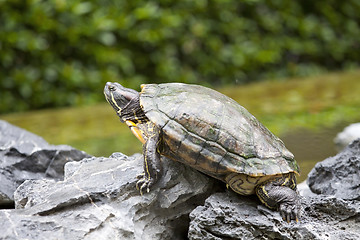 Image showing Tortoise on stone