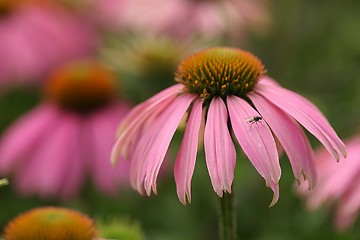 Image showing Fly on pink flower