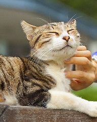 Image showing Cat scratching by human hands, feel very relax.