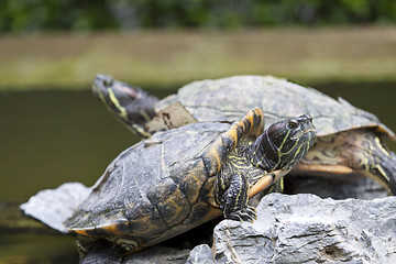 Image showing Close-up of tortoises