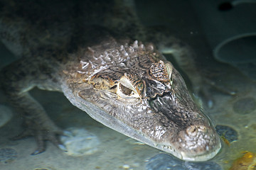 Image showing Portrait of a crocodile