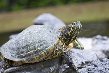 Image showing Tortoise on stone taking rest