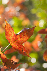 Image showing Red leaves background 