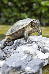 Image showing Tortoise on stone