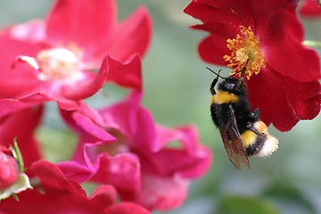 Image showing Hanging bee