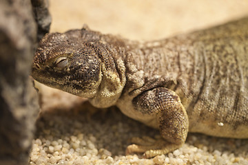 Image showing Lizard on the sand