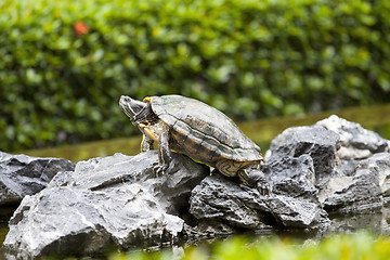 Image showing Tortoise on stone