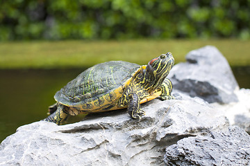Image showing Tortoise on stone