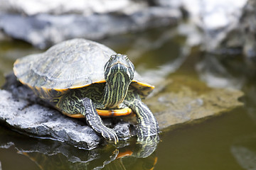 Image showing Tortoise on stone