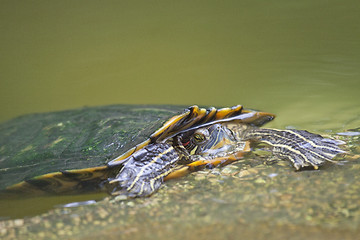 Image showing Tortrise in the water