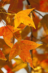 Image showing Red leaves in autumn forest