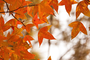 Image showing Red leaves in autumn forest