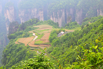 Image showing Landscape in Zhangjiajie of China 