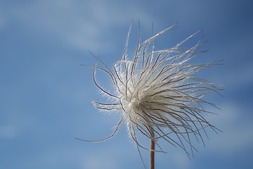 Image showing Pulsatilla vulgaris