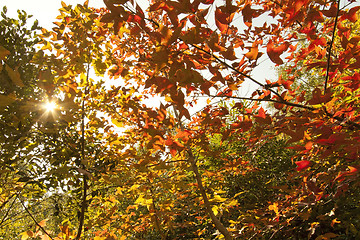 Image showing Autumn leaves forest background