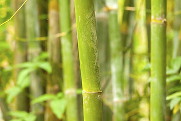 Image showing A bamboo grove background