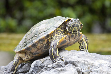 Image showing Tortoise on stone waiting