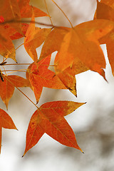 Image showing Red leaves in autumn forest