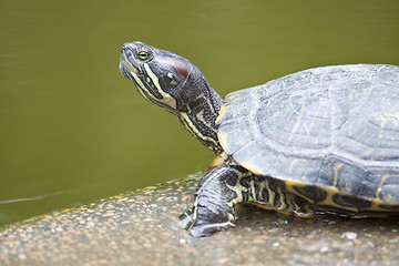 Image showing Close-up of a tortoise