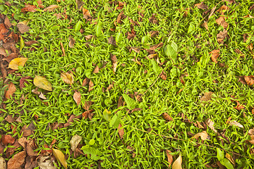 Image showing Green glasses and fallen leaves background