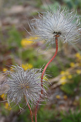 Image showing Two seedheads